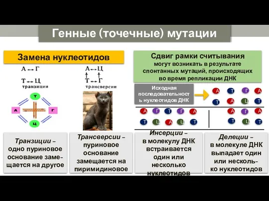 Генные (точечные) мутации Замена нуклеотидов Транзиции – одно пуриновое основание