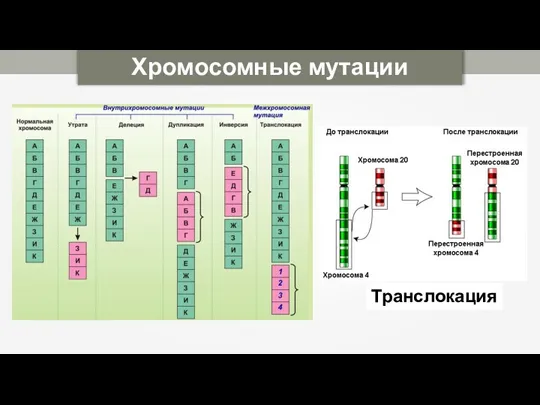 Хромосомные мутации Транслокация