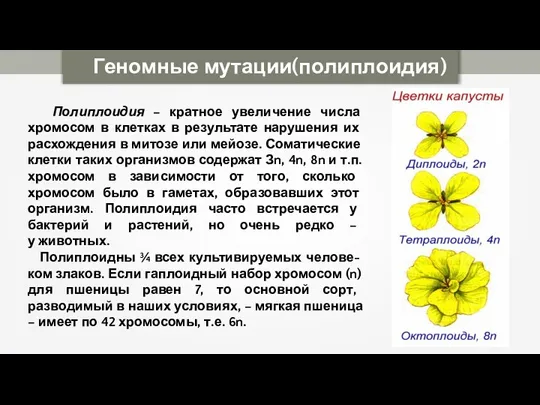 Геномные мутации(полиплоидия) Полиплоидия – кратное увеличение числа хромосом в клетках