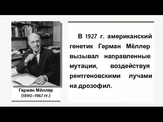 Герман Мёллер (1890–1967 гг.) В 1927 г. американский генетик Герман