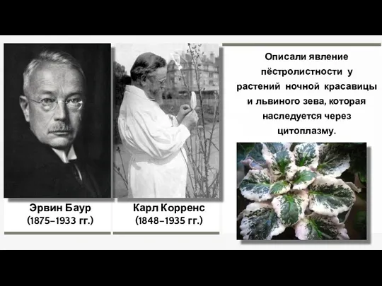 Карл Корренс (1848–1935 гг.) Описали явление пёстролистности у растений ночной