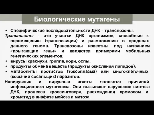 Биологические мутагены Специфические последовательности ДНК – транспозоны. Транспозоны – это