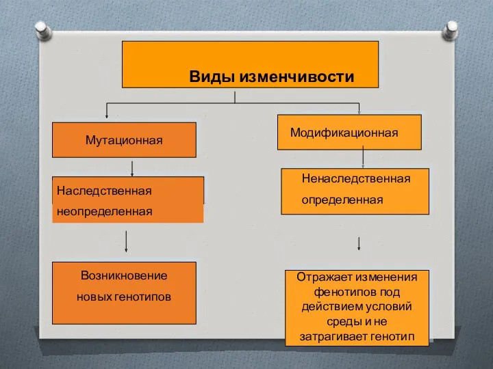 Виды изменчивости