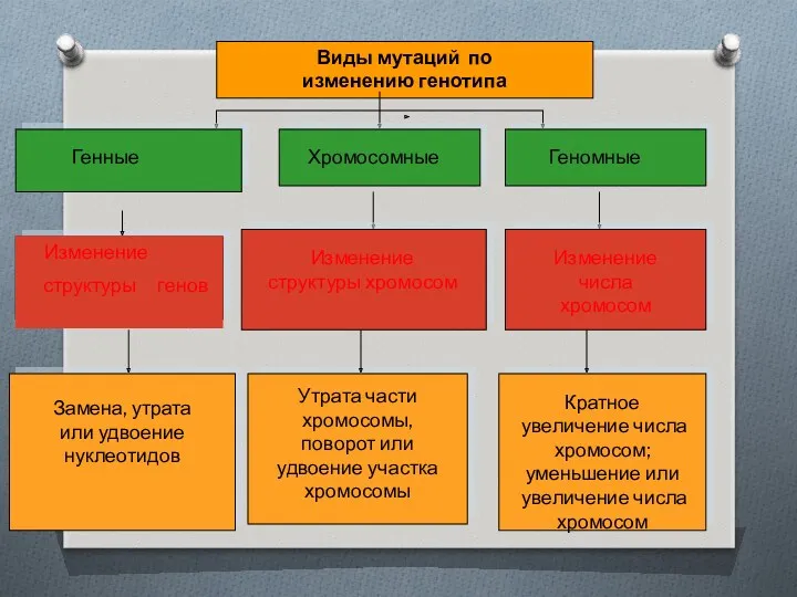 Виды мутаций по изменению генотипа