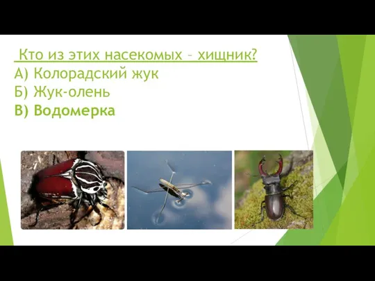 Кто из этих насекомых – хищник? А) Колорадский жук Б) Жук-олень В) Водомерка