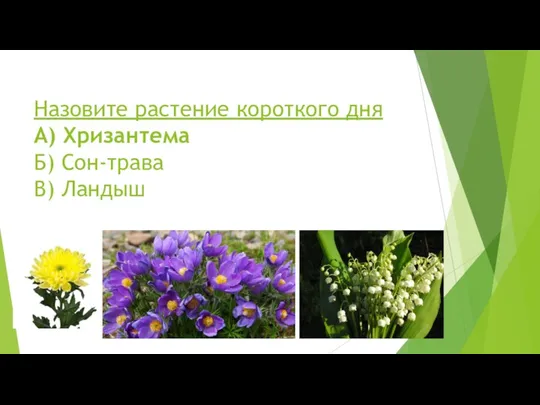 Назовите растение короткого дня А) Хризантема Б) Сон-трава В) Ландыш