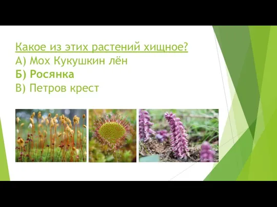 Какое из этих растений хищное? А) Мох Кукушкин лён Б) Росянка В) Петров крест