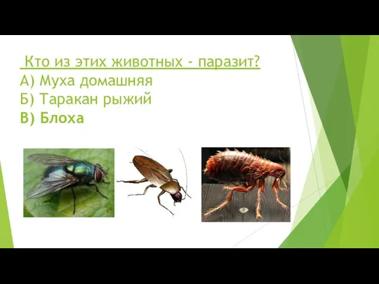 Кто из этих животных - паразит? А) Муха домашняя Б) Таракан рыжий В) Блоха