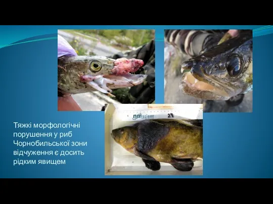 Тяжкі морфологічні порушення у риб Чорнобильської зони відчуження є досить рідким явищем