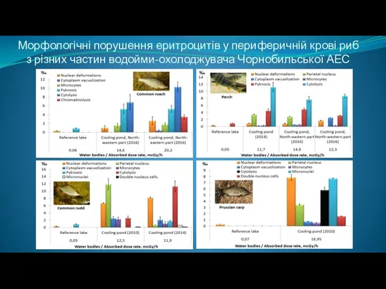 Морфологічні порушення еритроцитів у периферичній крові риб з різних частин водойми-охолоджувача Чорнобильської АЕС