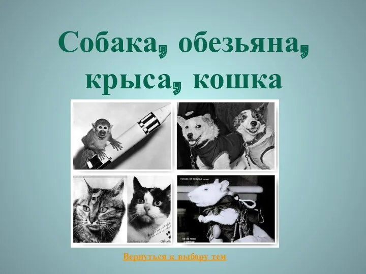 Собака, обезьяна, крыса, кошка