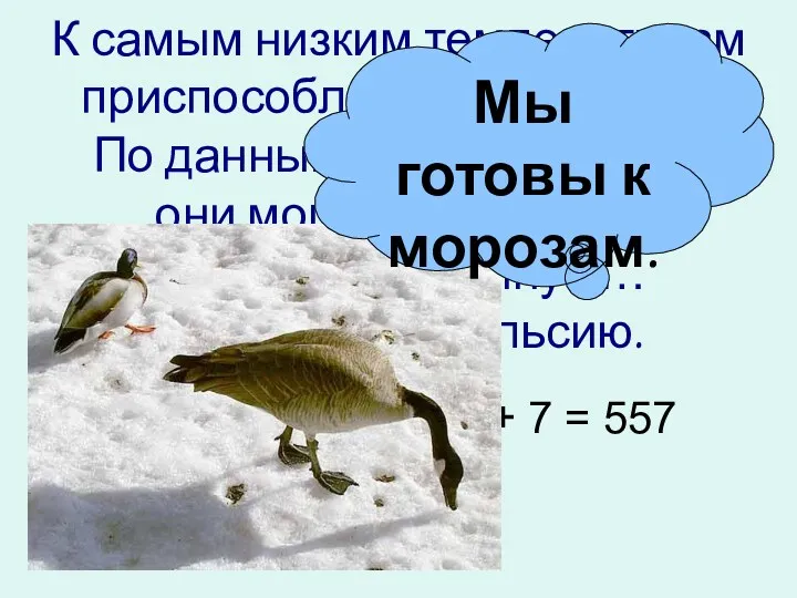 К самым низким температурам приспособлены утки и гуси. По данным