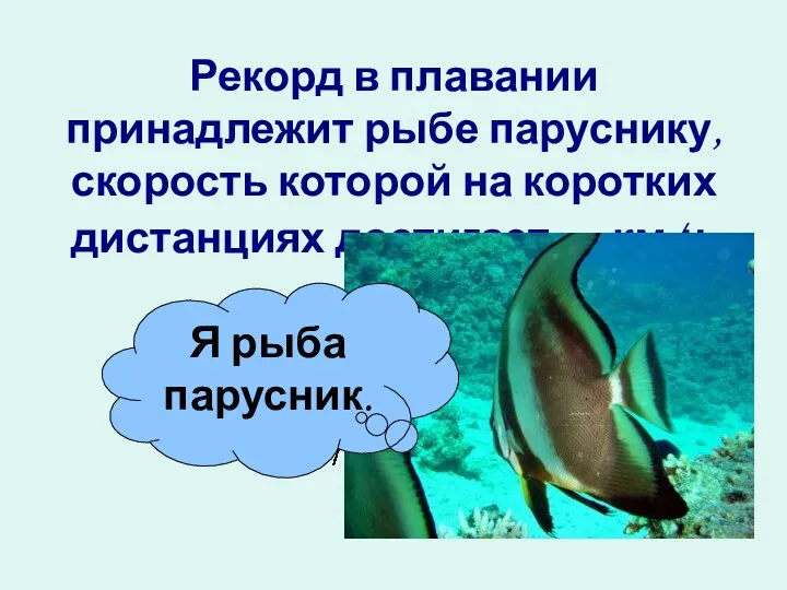 Рекорд в плавании принадлежит рыбе паруснику, скорость которой на коротких