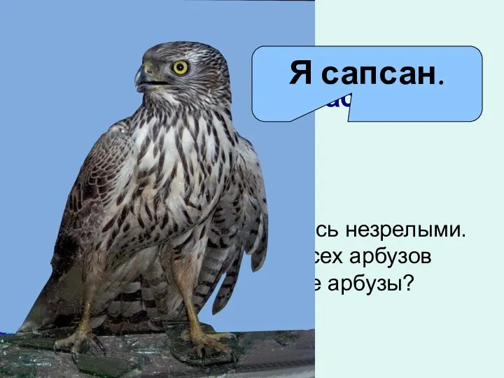 Самое острое зрение у сапсана. Он видит голубя на расстоянии