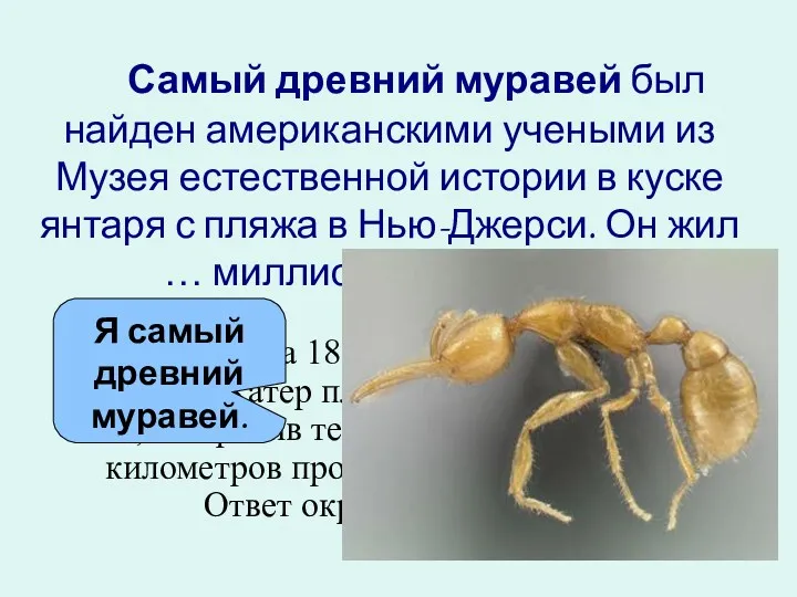 Самый древний муравей был найден американскими учеными из Музея естественной