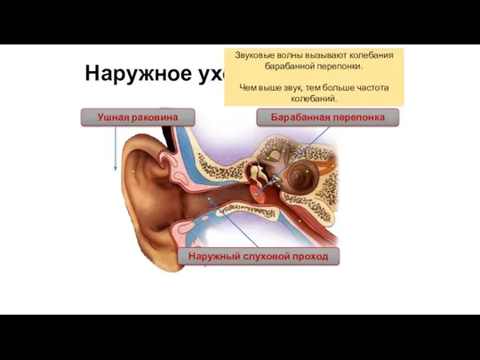 Наружное ухо Ушная раковина Наружный слуховой проход Барабанная перепонка Звуковые