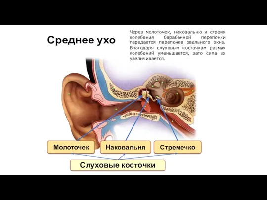 Среднее ухо Молоточек Наковальня Стремечко Слуховые косточки Через молоточек, наковальню