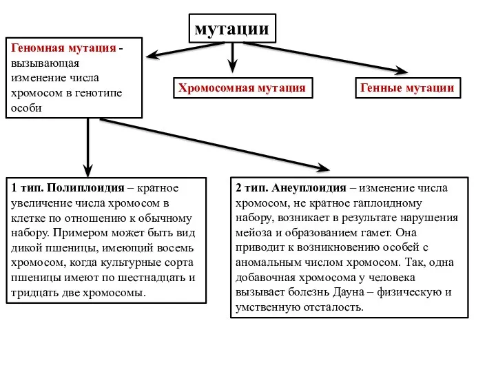 мутации Геномная мутация - вызывающая изменение числа хромосом в генотипе особи Хромосомная мутация