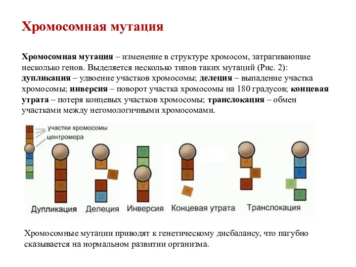 Хромосомная мутация Хромосомная мутация – изменение в структуре хромосом, затрагивающие несколько генов. Выделяется