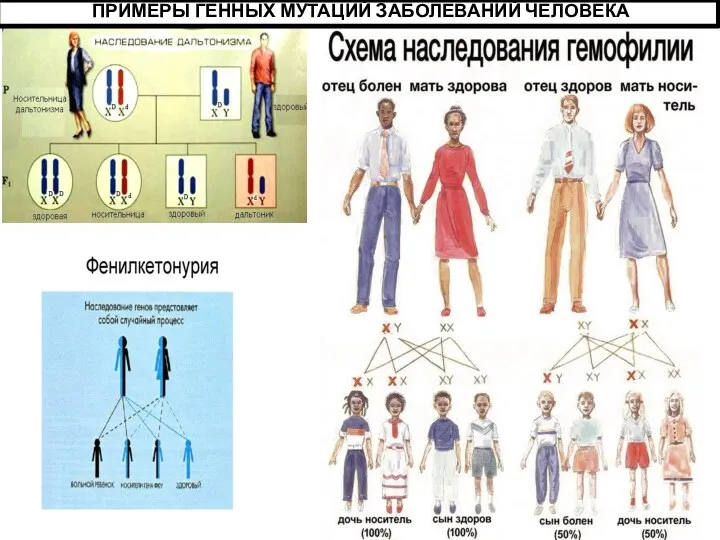 ПРИМЕРЫ ГЕННЫХ МУТАЦИЙ ЗАБОЛЕВАНИЙ ЧЕЛОВЕКА