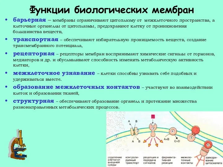 Функции биологических мембран барьерная – мембраны ограничивают цитоплазму от межклеточного