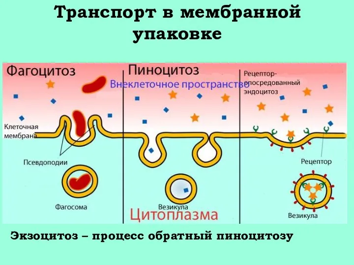 Транспорт в мембранной упаковке Экзоцитоз – процесс обратный пиноцитозу