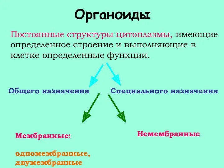 Органоиды Постоянные структуры цитоплазмы, имеющие определенное строение и выполняющие в