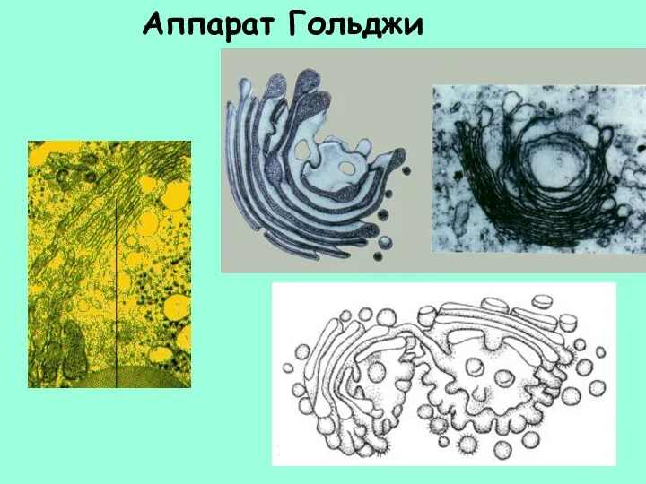 Аппарат Гольджи