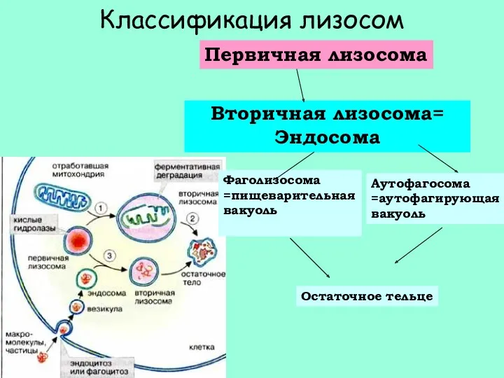 Вторичная лизосома= Эндосома Классификация лизосом Первичная лизосома Аутофагосома =аутофагирующая вакуоль Фаголизосома =пищеварительная вакуоль Остаточное тельце