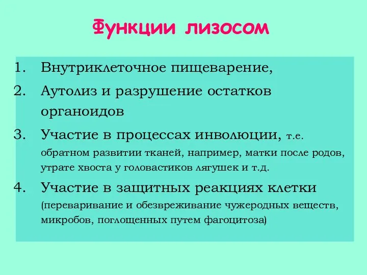 Функции лизосом Внутриклеточное пищеварение, Аутолиз и разрушение остатков органоидов Участие