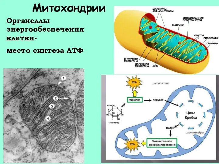 Митохондрии Органеллы энергообеспечения клетки- место синтеза АТФ