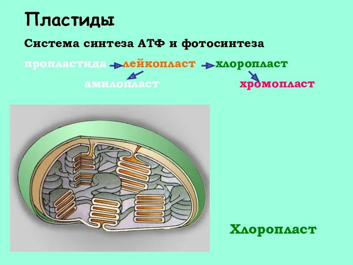 Хлоропласт Пластиды Система синтеза АТФ и фотосинтеза пропластида лейкопласт хлоропласт амилопласт хромопласт