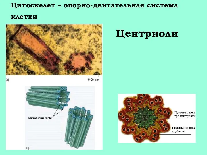 Цитоскелет – опорно-двигательная система клетки Центриоли