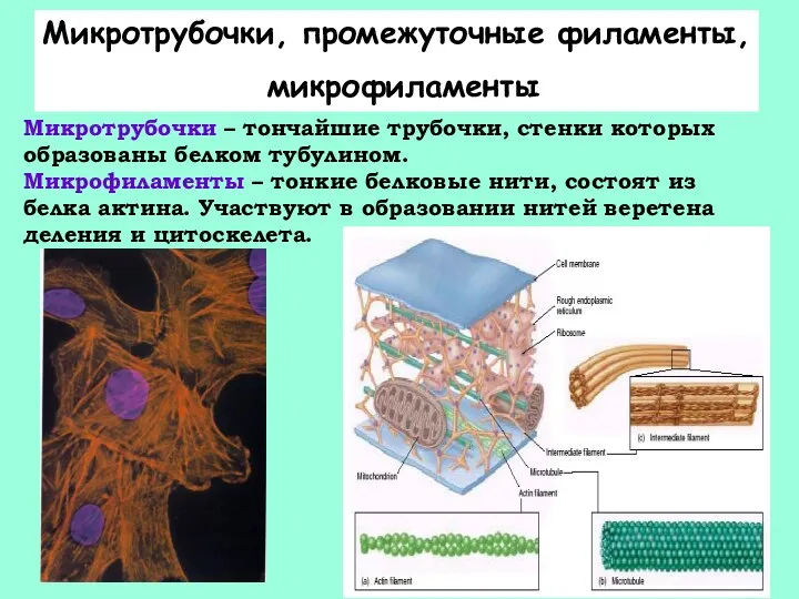 Микротрубочки – тончайшие трубочки, стенки которых образованы белком тубулином. Микрофиламенты