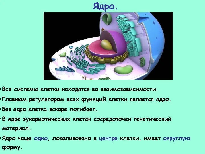 Все системы клетки находятся во взаимозависимости. Главным регулятором всех функций