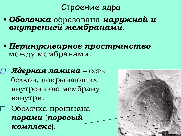 Строение ядра Оболочка образована наружной и внутренней мембранами. Перинуклеарное пространство