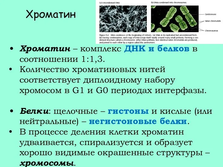 Хроматин Хроматин – комплекс ДНК и белков в соотношении 1:1,3.