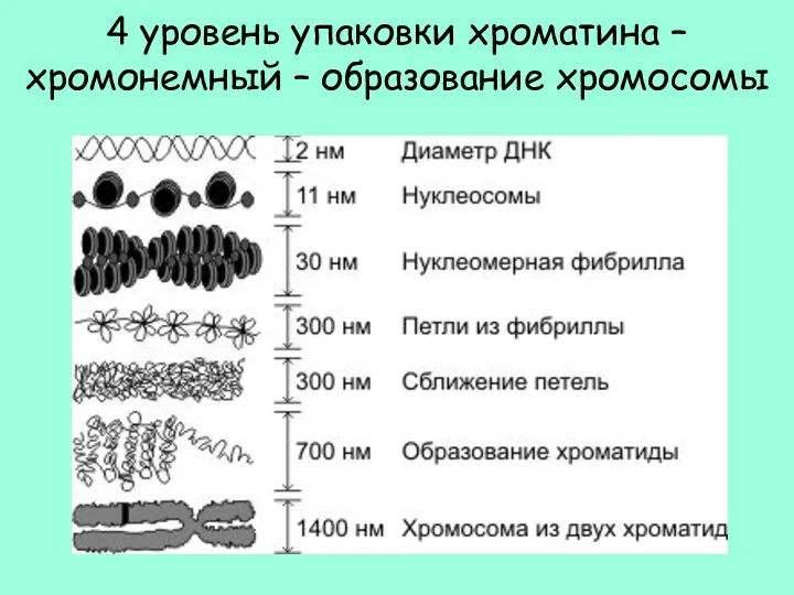 4 уровень упаковки хроматина – хромонемный – образование хромосомы