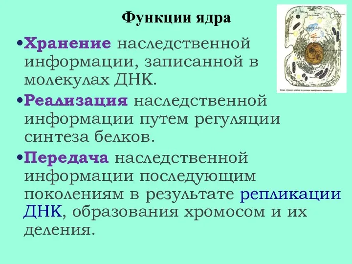 Функции ядра Хранение наследственной информации, записанной в молекулах ДНК. Реализация