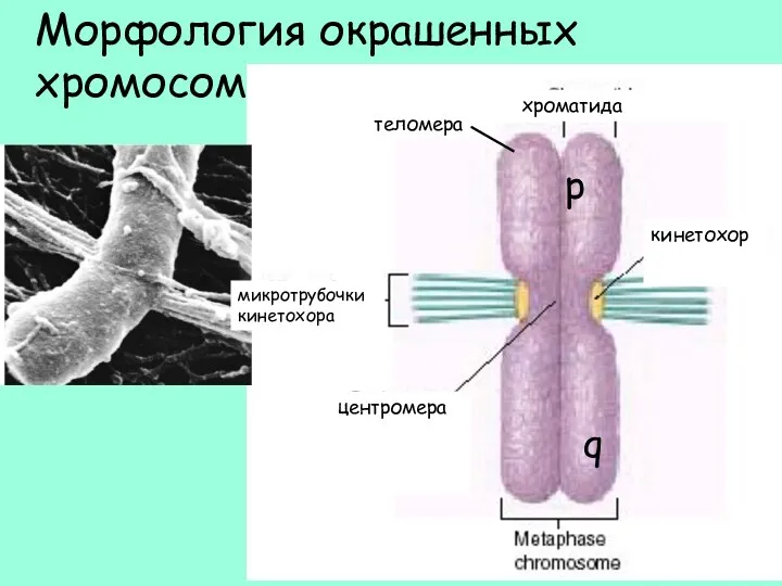 p q Морфология окрашенных хромосом хроматида кинетохор микротрубочки кинетохора центромера теломера