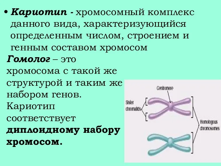 Кариотип - хромосомный комплекс данного вида, характеризующийся определенным числом, строением