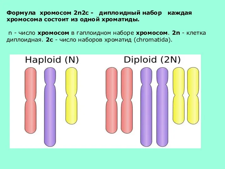 Формула хромосом 2n2c - диплоидный набор каждая хромосома состоит из