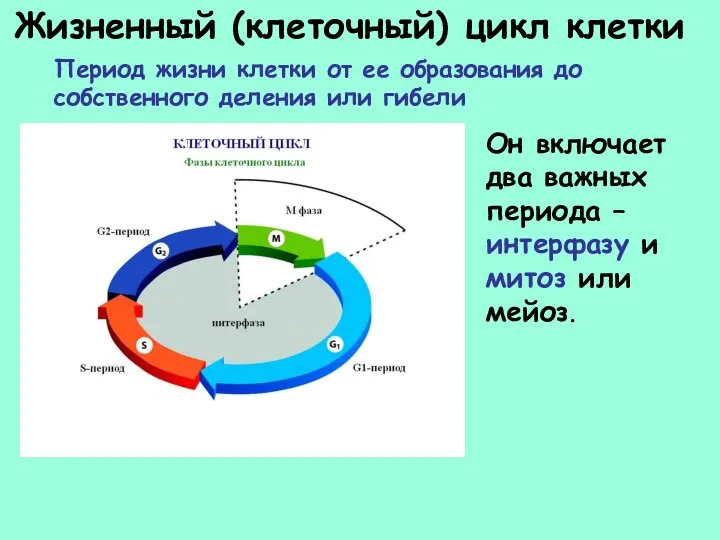 Жизненный (клеточный) цикл клетки Период жизни клетки от ее образования