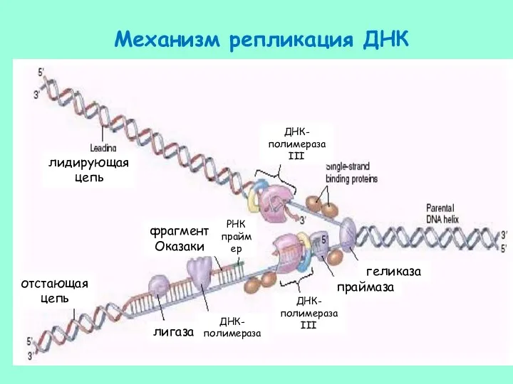 Механизм репликация ДНК геликаза праймаза лигаза лидирующая цепь отстающая цепь