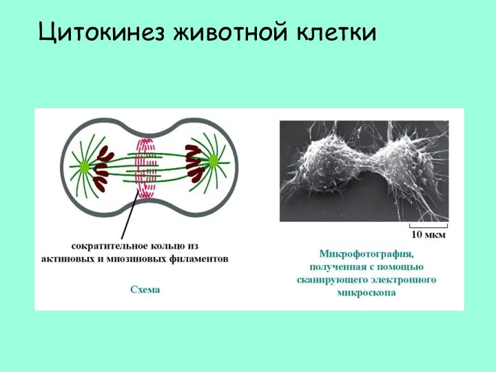 Цитокинез животной клетки