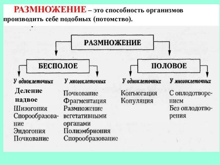 Деление надвое