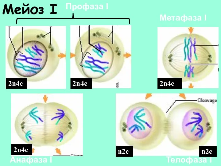 Мейоз I Профаза I Метафаза I Анафаза I Телофаза I 2n4с 2n4с 2n4с 2n4с n2с n2с