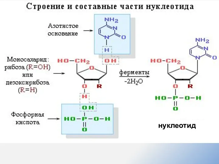 нуклеотид