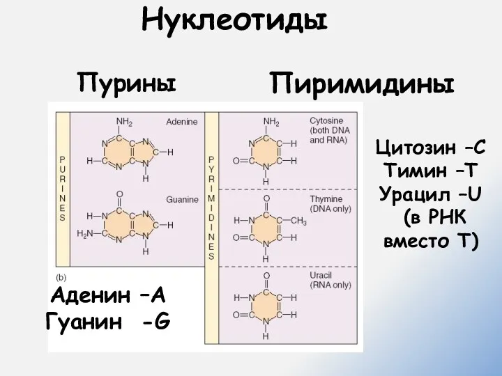 Нуклеотиды Пурины Пиримидины Аденин –А Гуанин -G Цитозин –С Тимин