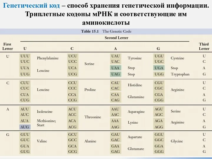 Генетический код – способ хранения генетической информации. Триплетные кодоны мРНК и соответствующие им аминокислоты